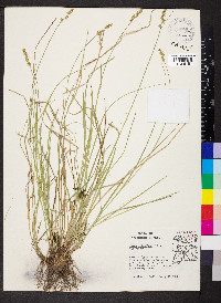 Carex retroflexa image