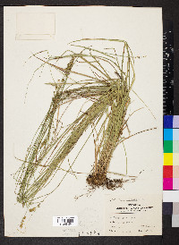 Carex retroflexa image