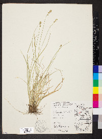 Carex retroflexa image