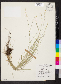 Carex radiata image