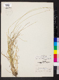 Carex retroflexa image