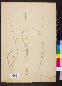 Carex rosea var. radiata image
