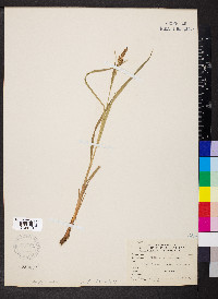 Carex shortiana image