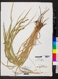 Carex shortiana image