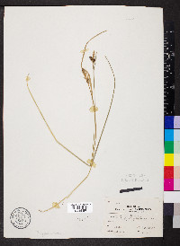 Carex shortiana image