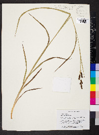 Carex shortiana image