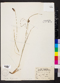 Carex shortiana image