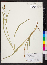 Carex shortiana image