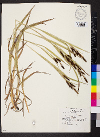 Carex shortiana image