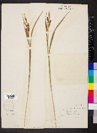 Carex shortiana image