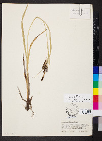 Carex shortiana image