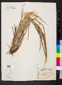 Carex shortiana image