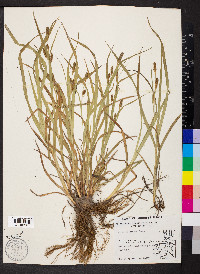 Carex shortiana image