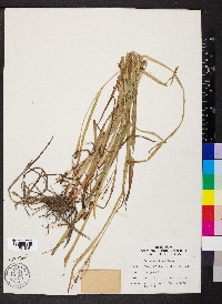 Carex shortiana image