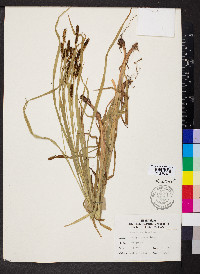 Carex shortiana image