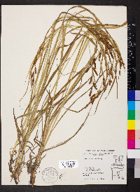 Carex shortiana image