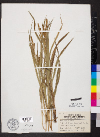 Carex shortiana image