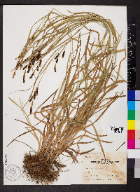 Carex shortiana image