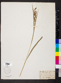 Carex shortiana image