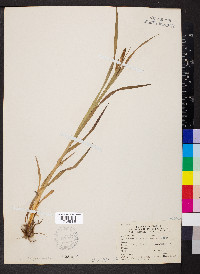 Carex shortiana image