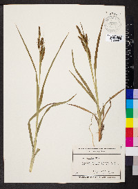 Carex shortiana image