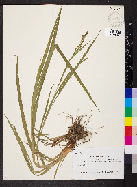 Carex shortiana image