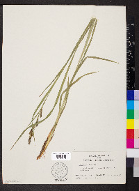 Carex shortiana image