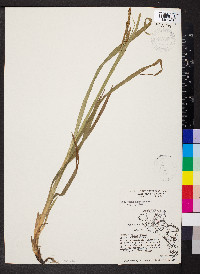 Carex shortiana image