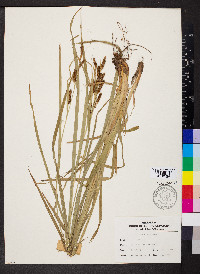 Carex shortiana image