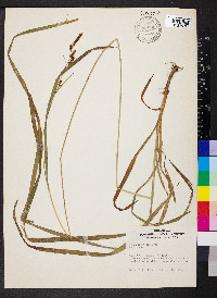 Carex shortiana image