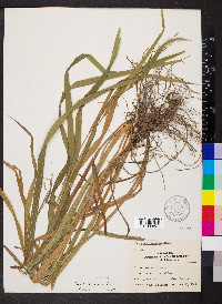 Carex shortiana image