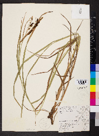 Carex shortiana image