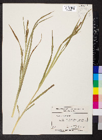 Carex shortiana image