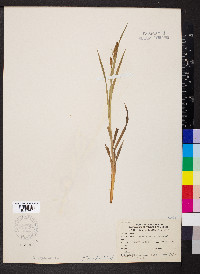 Carex shortiana image