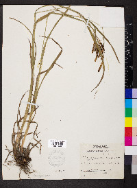 Carex shortiana image