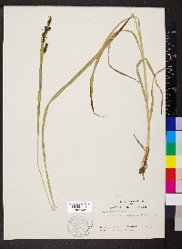 Carex shortiana image