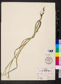 Carex shortiana image