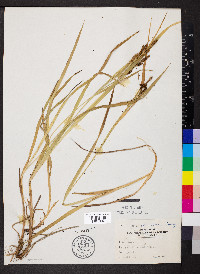 Carex shortiana image