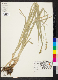 Carex sparganioides image
