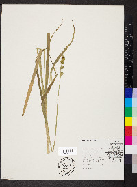 Carex sparganioides image