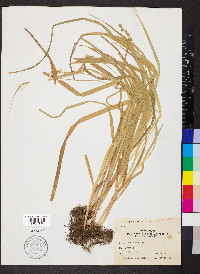 Carex sparganioides image