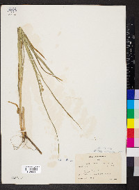 Carex sparganioides image