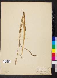 Carex sparganioides image