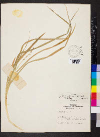 Carex sparganioides image