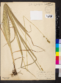 Carex sparganioides image