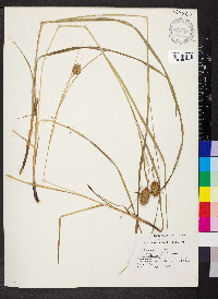 Carex squarrosa image