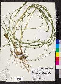 Carex squarrosa image