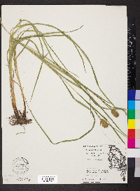 Carex squarrosa image
