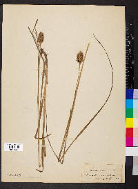 Carex squarrosa image