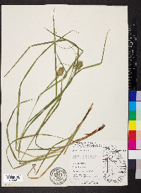 Carex squarrosa image